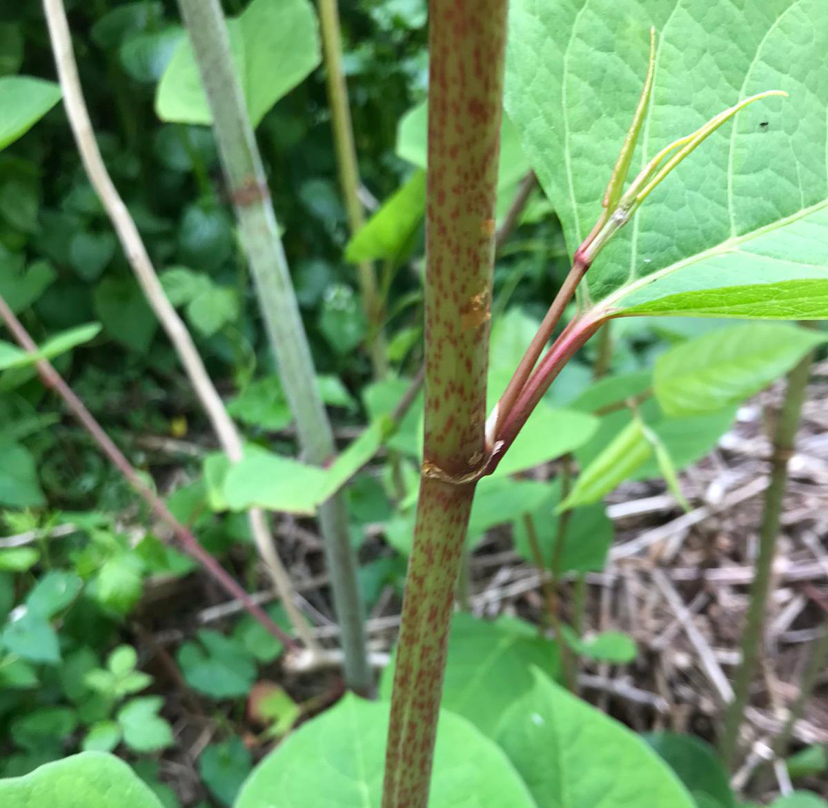 Close up view of purple speckled stem. The stem becomes white with purple speckles in the summer months. Image courtesy of Hazel Reading and Chris Holborow.
