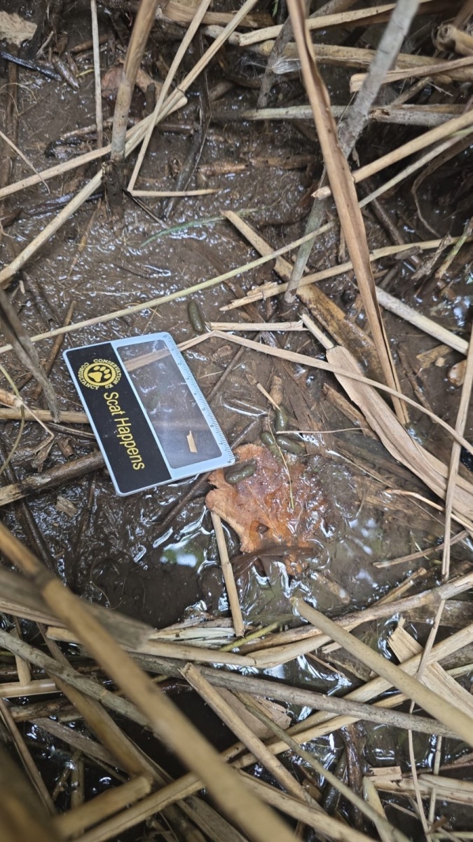Water voles signs - droppings with scale