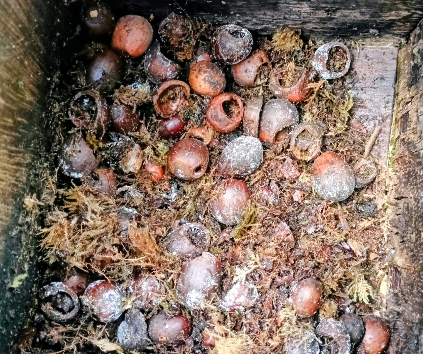 NOT Dormouse nuts