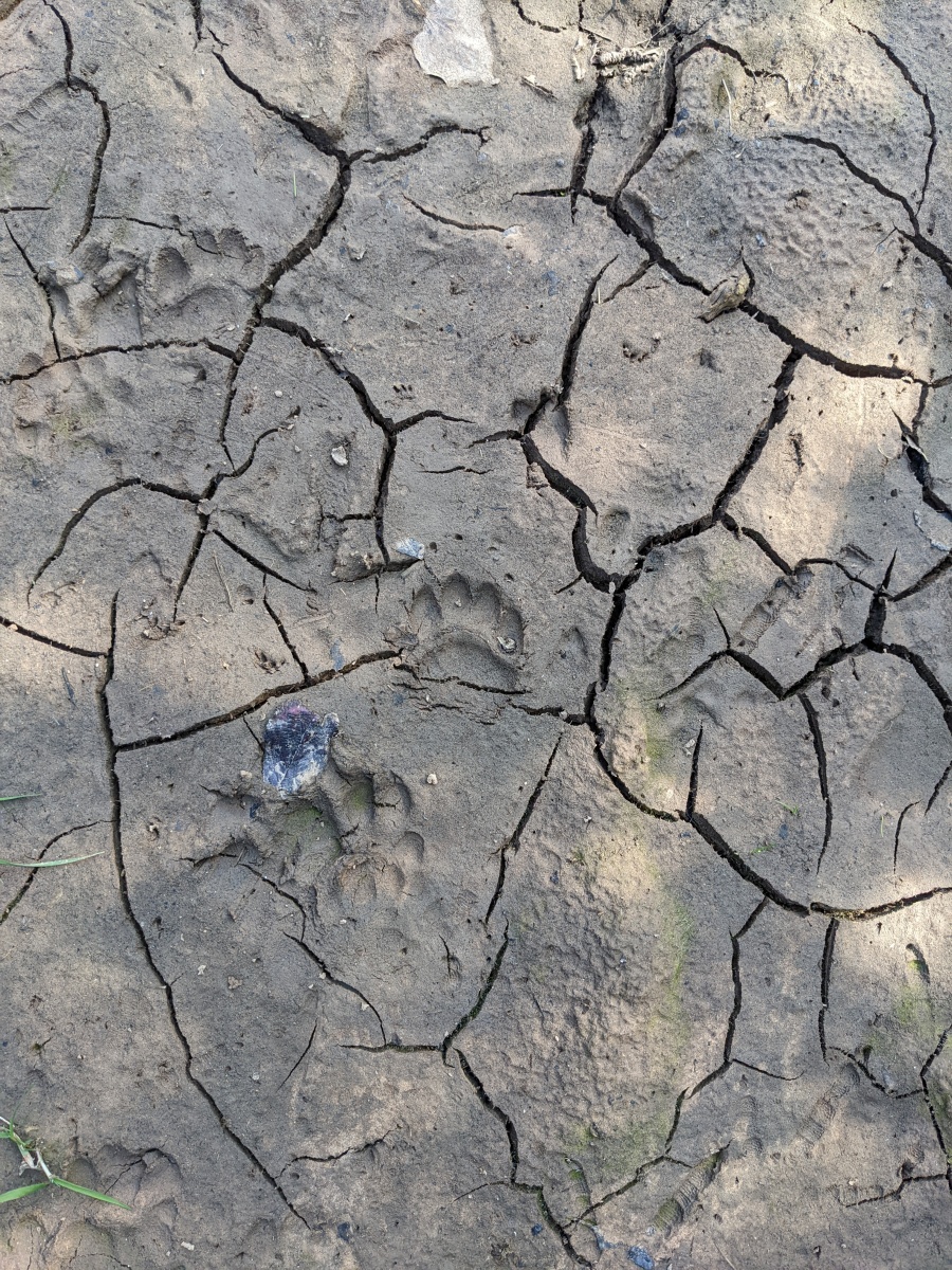 Badger-tracks-Ellie-Knott