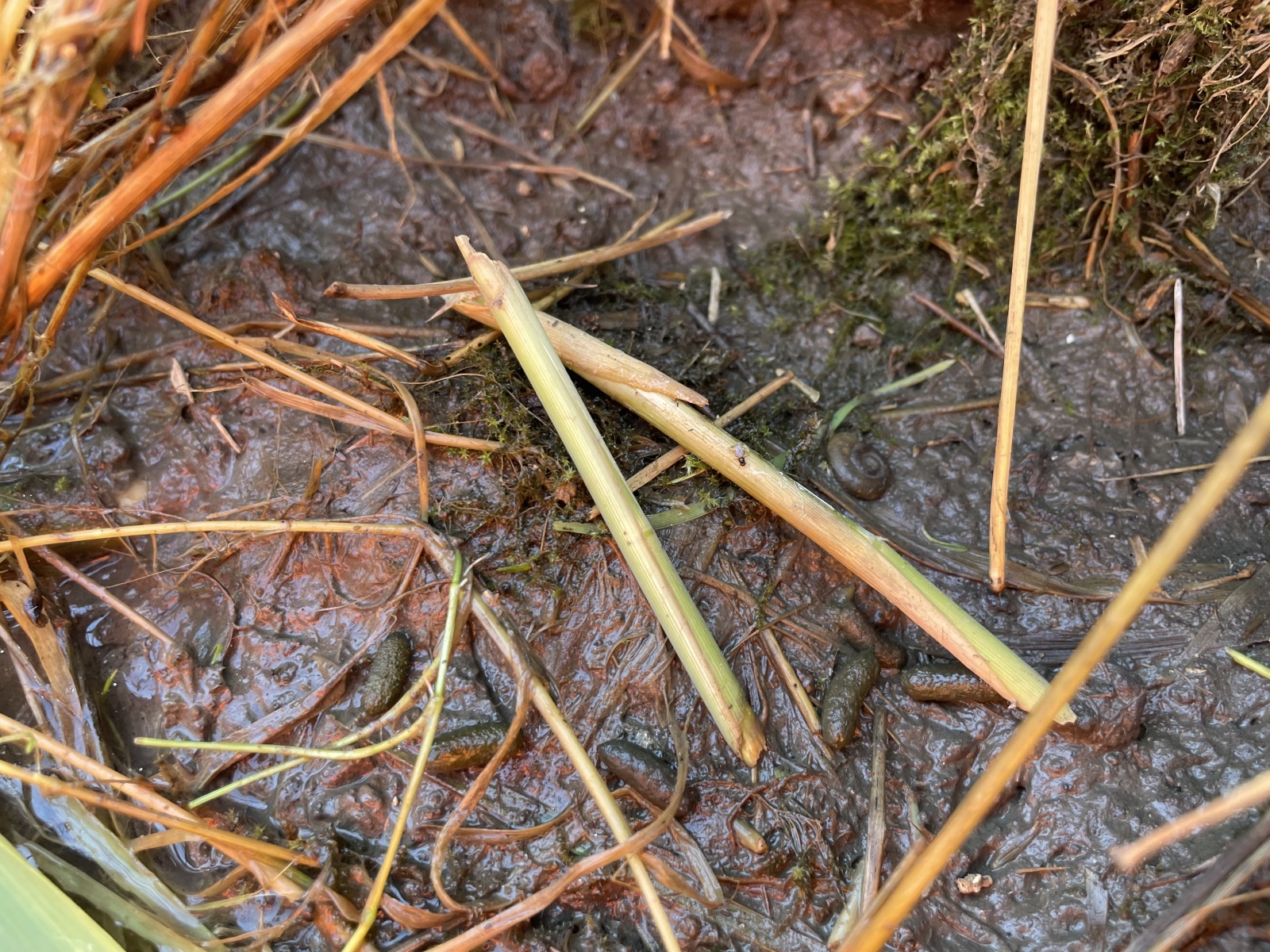 Water vole feeding