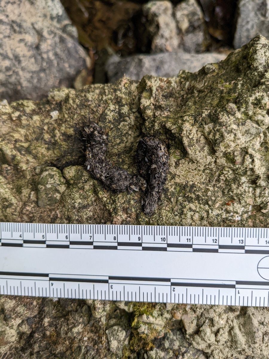 Otter-spraint-2-Ellie-Knott