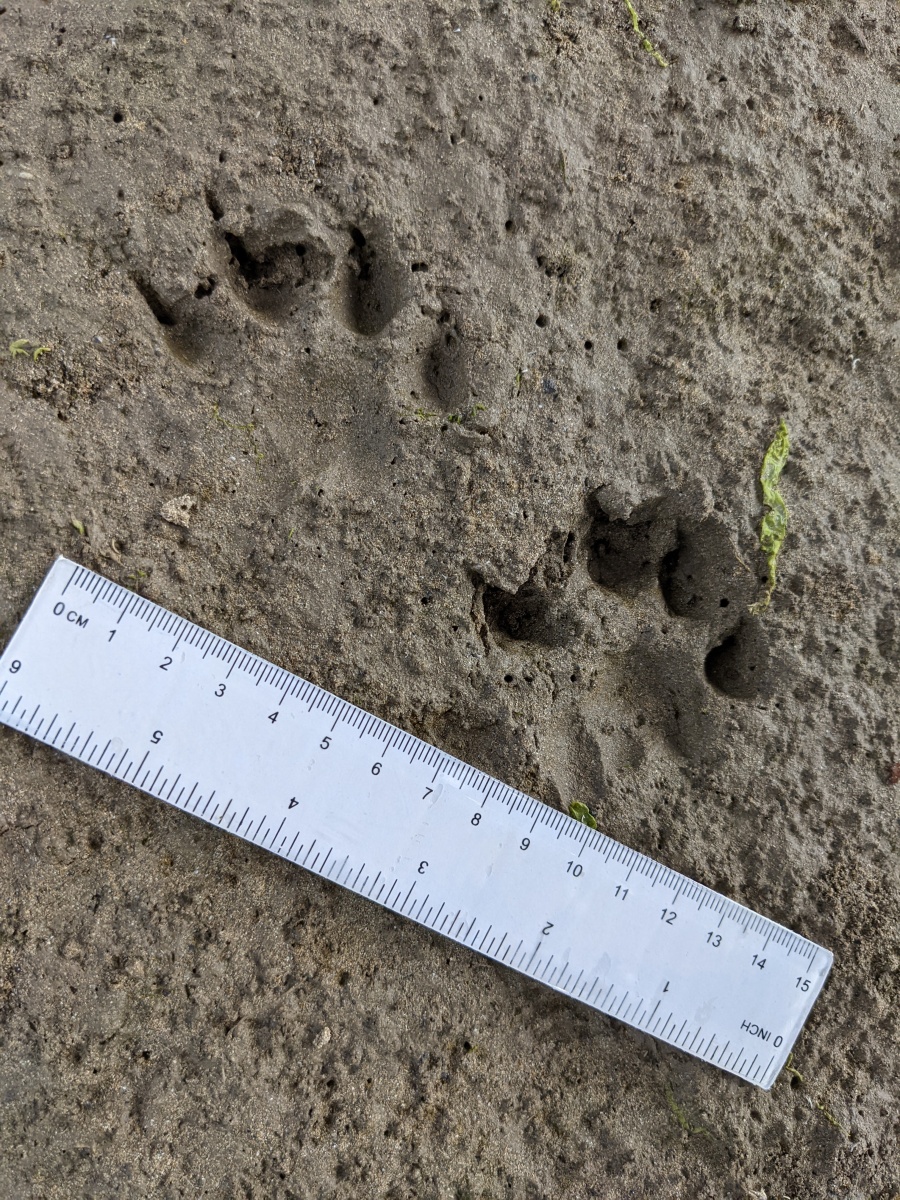 Otter-tracks-Ellie-Knott