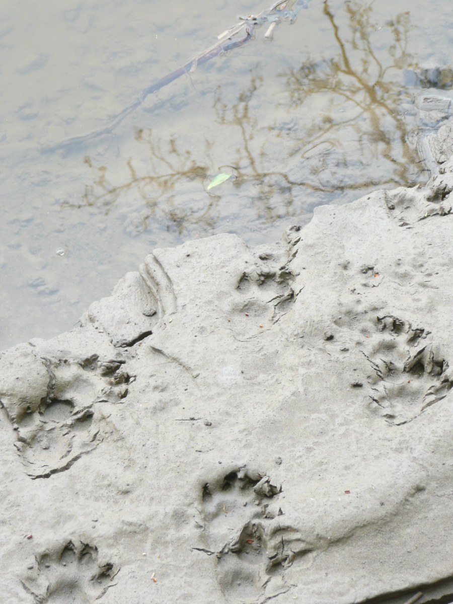 Otter footprints