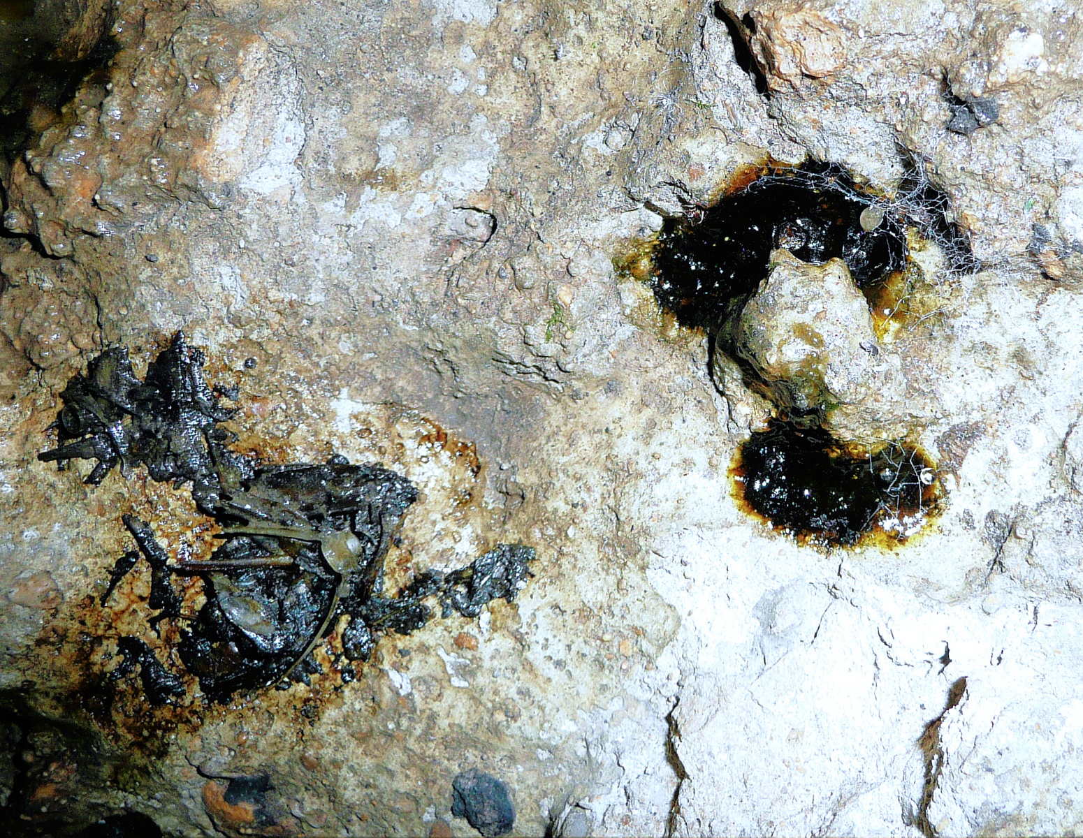 Otter spraint and anal jelly
