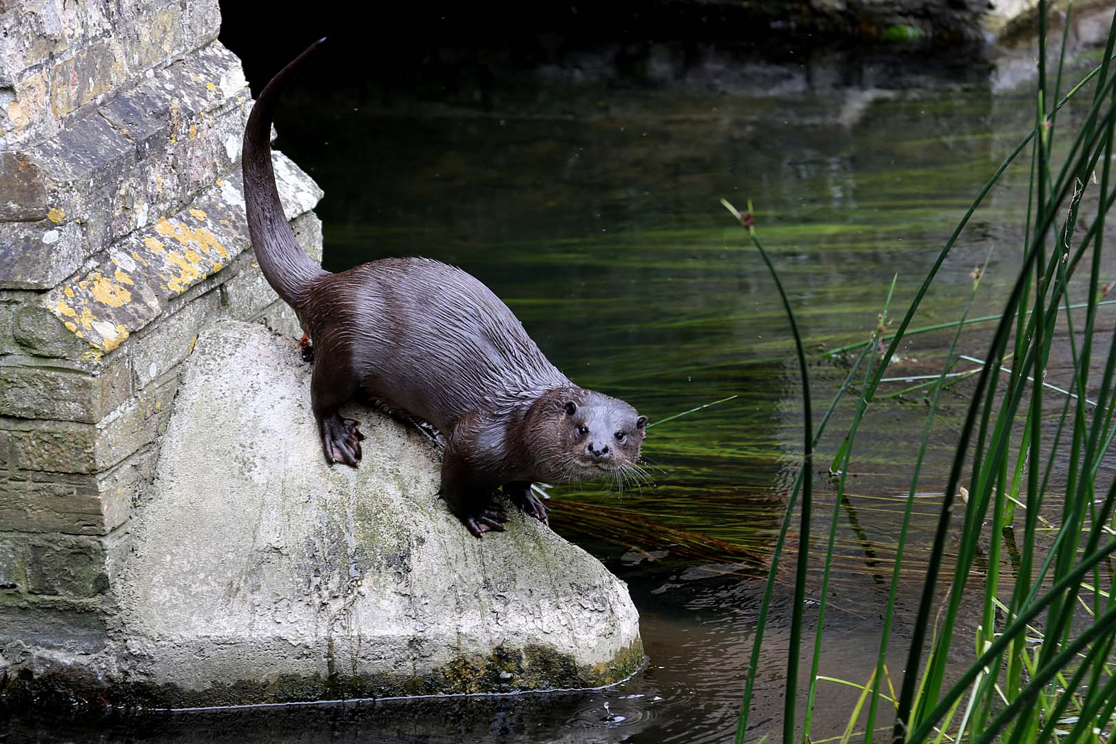 Otter sprainting