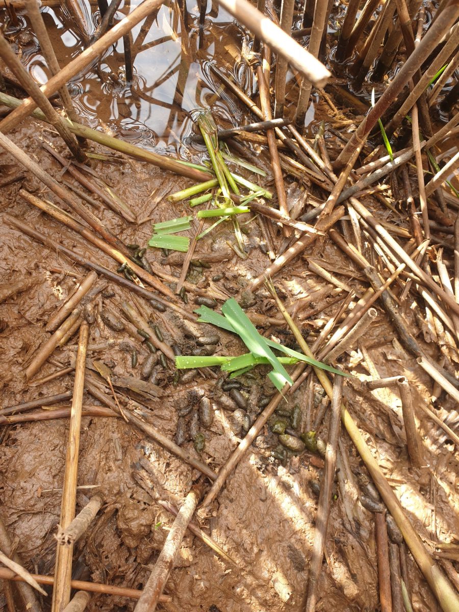 Water-Vole-signs-droppings
