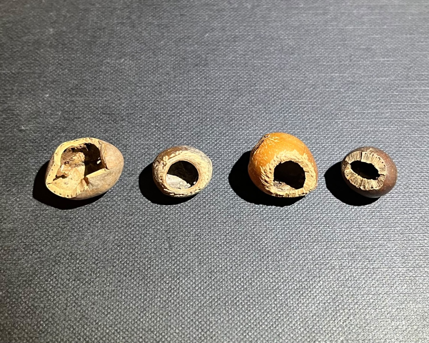 left to right: squirrel/ bird,  dormouse, wood mouse, vole