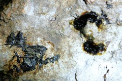 Otter spraint and anal jelly