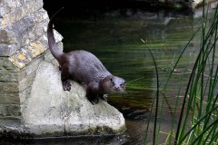 Otter sprainting