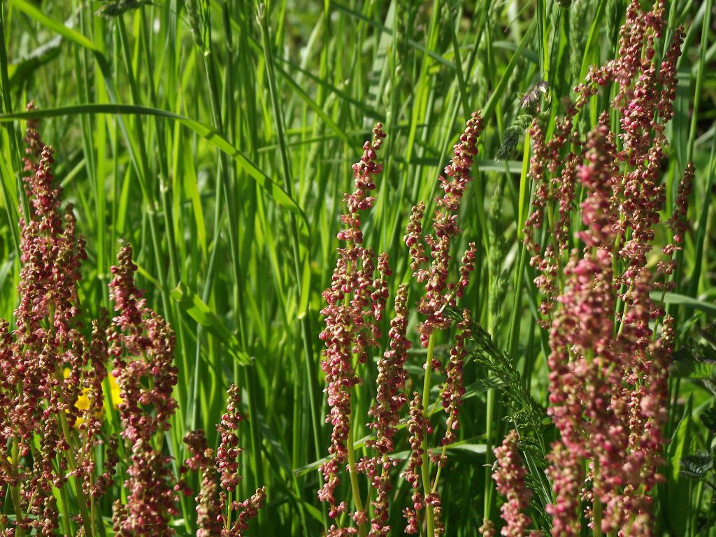 County Wildlife Sites – DBRC